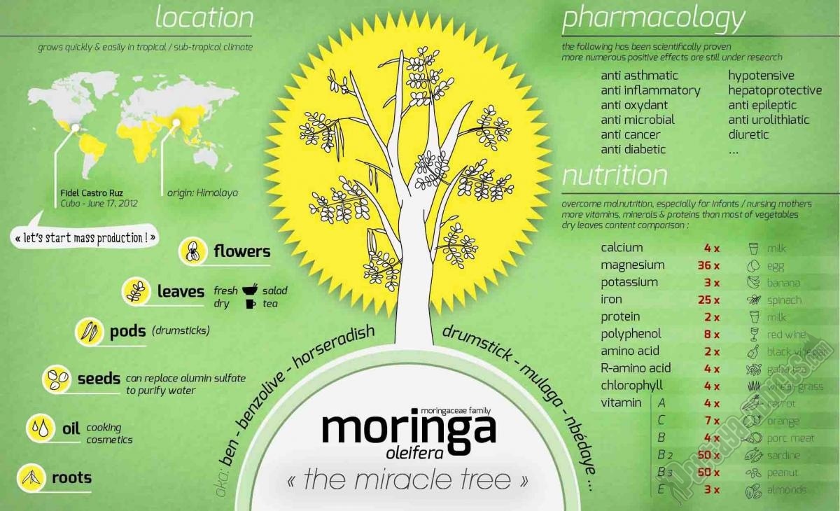Moringa (5) small.jpg