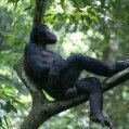 Bonobojt